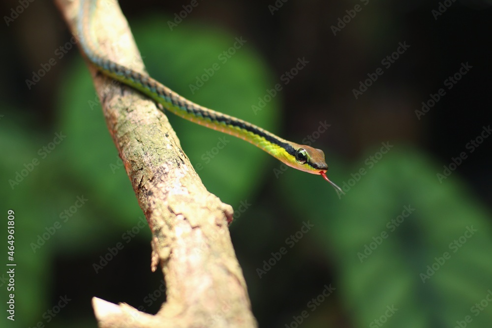 Rope snakes or slapped snakes are a group of tree snake species that