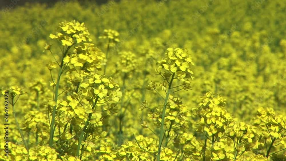 風にそよぐ菜の花 風にそよぐ菜の花
