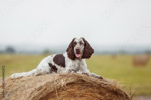 Foto english springer spaniel in the field