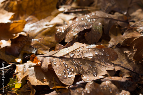 fallen orange oak leaves with water drops selective focus