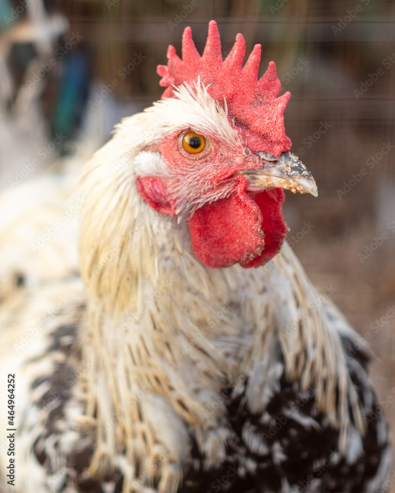 Portrait of a chicken on the farm.