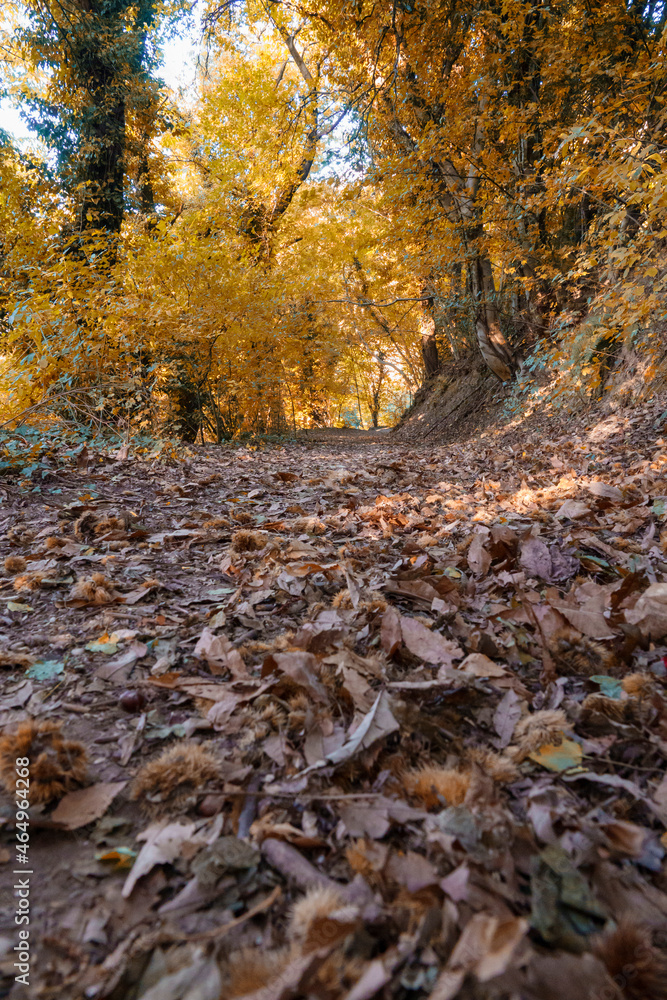 autumn in the forest autumn in the forest
