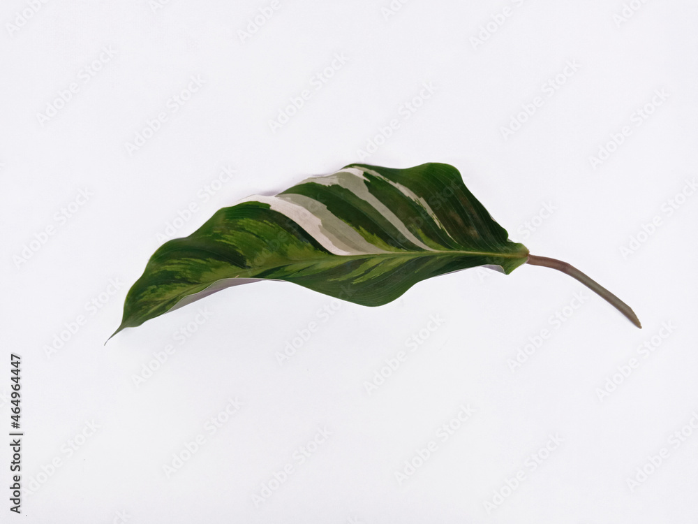 Top view landscape a beautiful leaf isolated on white background Top view landscape a beautiful leaf isolated on white background