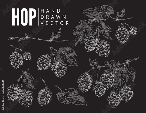 Hand drawn hot sprigs and cones chalk drawing, vector illustration isolated.