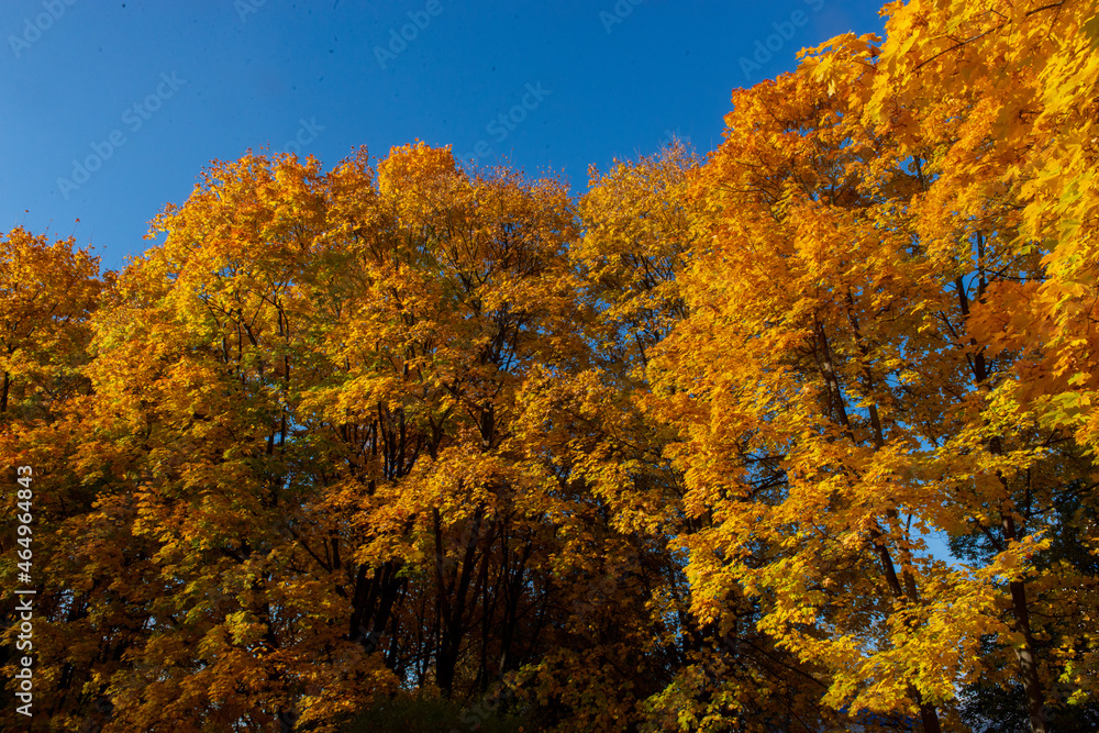 Autumn forest background. Vibrant color tree, red orange foliage in fall park. Blue sky
