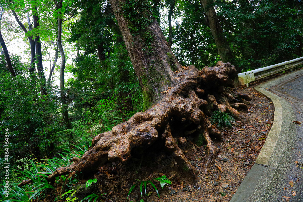 roots of tree roots of tree