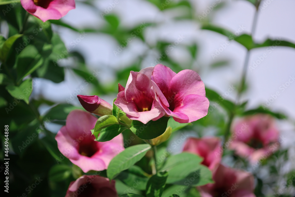 Pink flowers in the garden