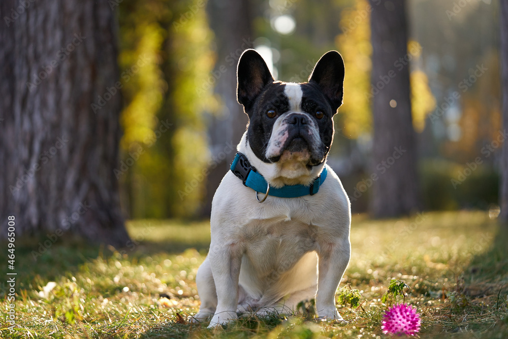 French bulldog in the autumn park