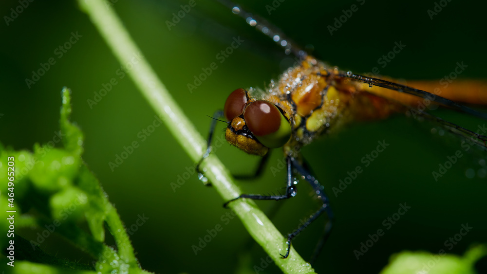 macro photo of a ruddy darter - Sympetrum sanguineum macro photo of a ruddy darter - Sympetrum sanguineum
