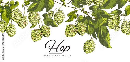 Hop plant green leafs and cones sketch style vector banner.