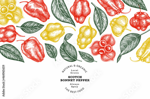 Hand drawn sketch style scotch bonnet pepper banner. Organic fresh vegetable vector illustration. Retro cayenne pepper design template