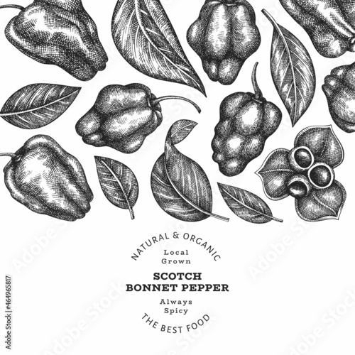 Hand drawn sketch style scotch bonnet pepper banner. Organic fresh vegetable vector illustration. Retro cayenne pepper design template