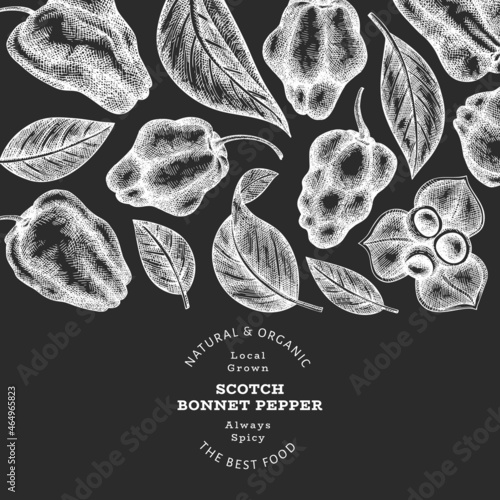 Hand drawn sketch style scotch bonnet pepper banner. Organic fresh vegetable vector illustration on chalk board. Retro cayenne pepper design template