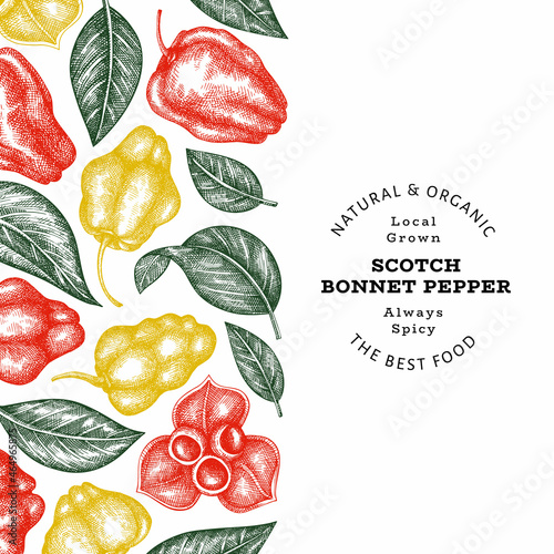 Hand drawn sketch style scotch bonnet pepper banner. Organic fresh vegetable vector illustration. Retro cayenne pepper design template