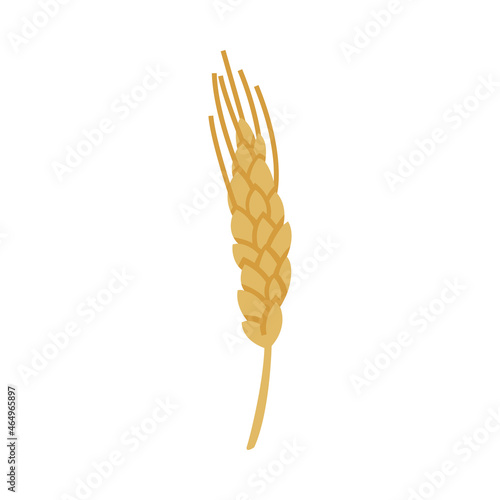 Barley or Wheat Cultivated Cereal Grain Harvest Vector Illustration