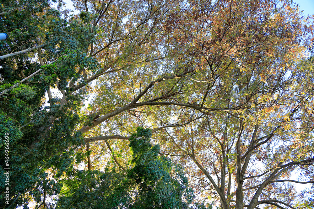 Fototapeta premium tree in spring