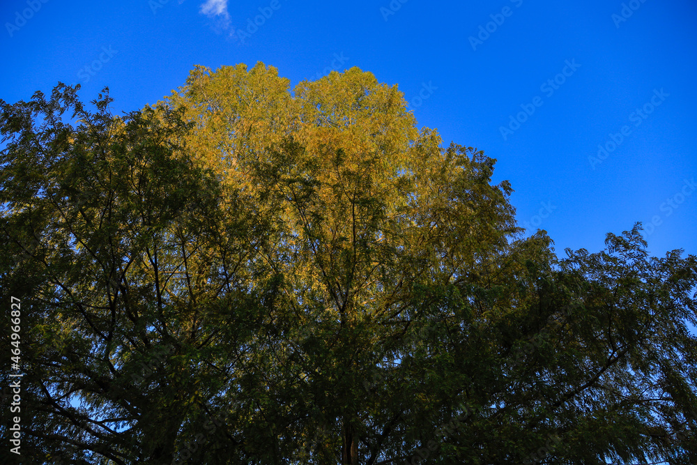 trees in the sky trees in the sky
