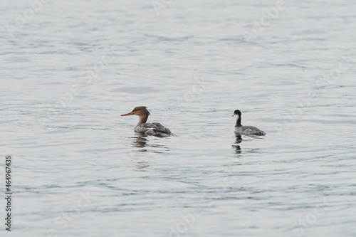 black necked grebe and red breasted merganser in the sea © Matthewadobe