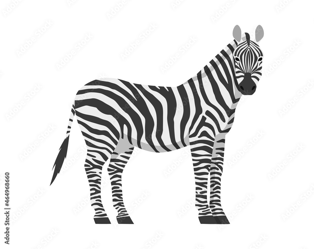 Vector flat illustration of zebra side view isolated on white background. Wild African animal.