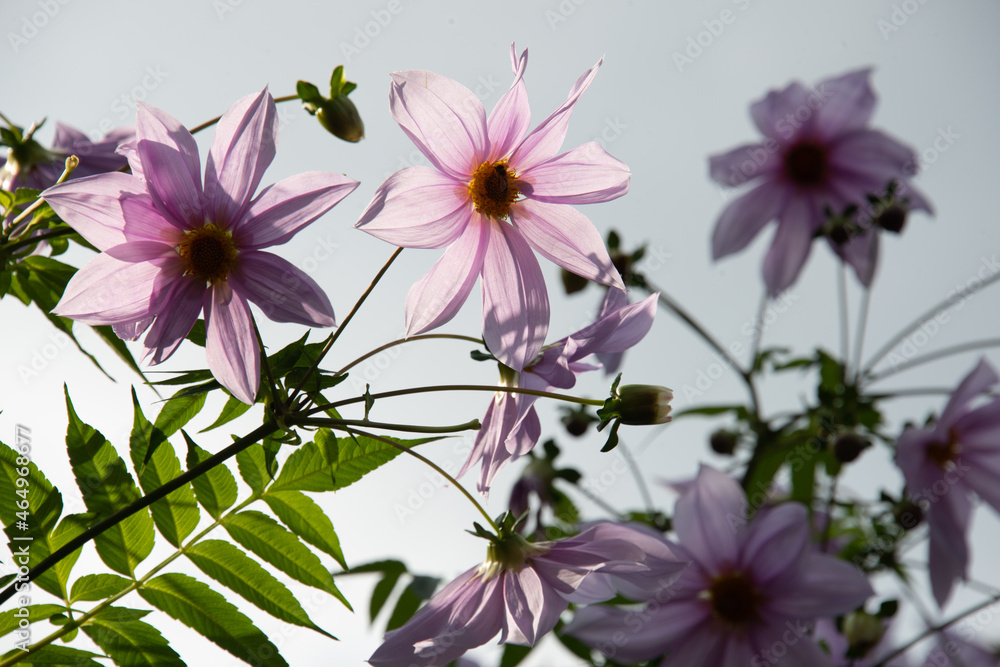 野生の花 野生の花