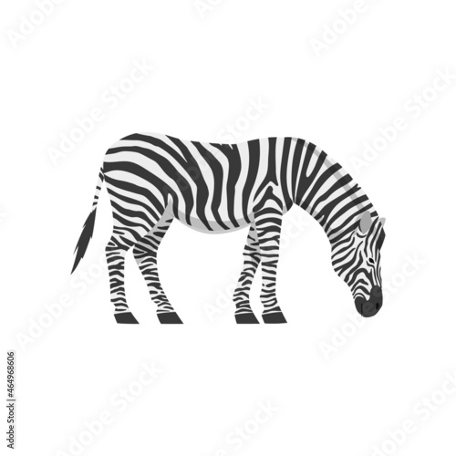 Grazing african zebra with its head tilted, flat vector illustration isolated.