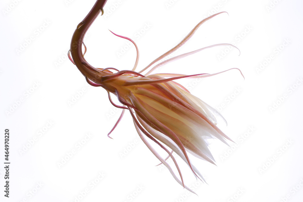 咲き終えた月下美人11