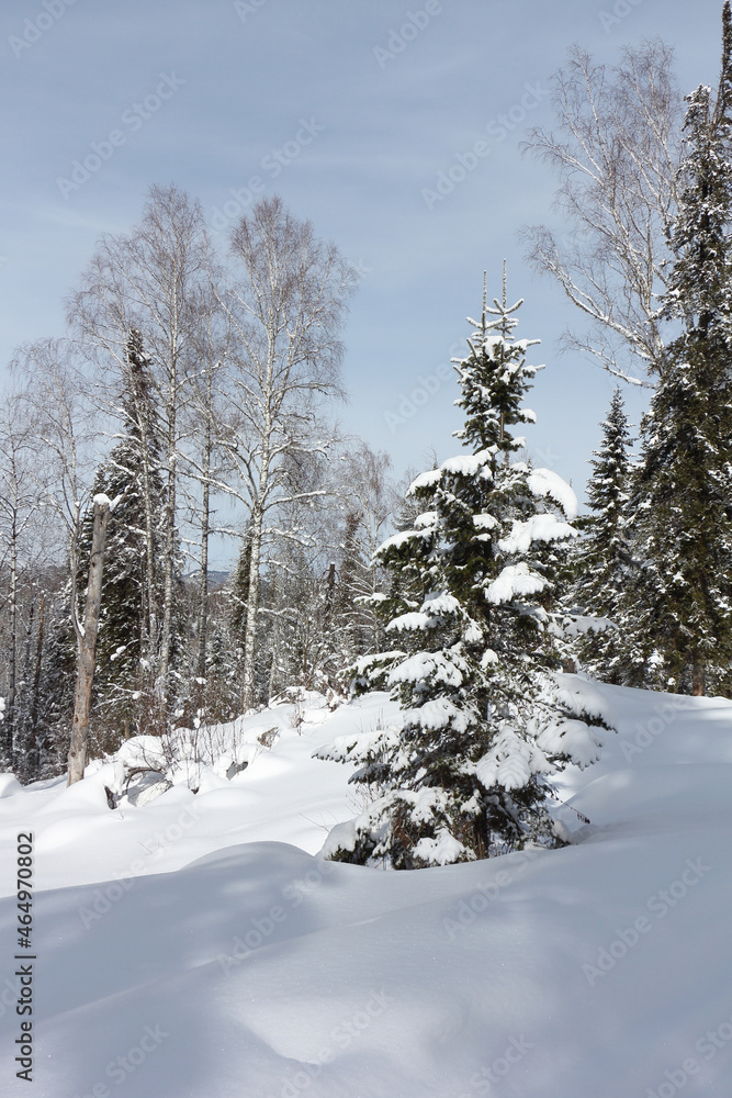 Snowy fir trees in the forest in winter, Altai Republic, Russia