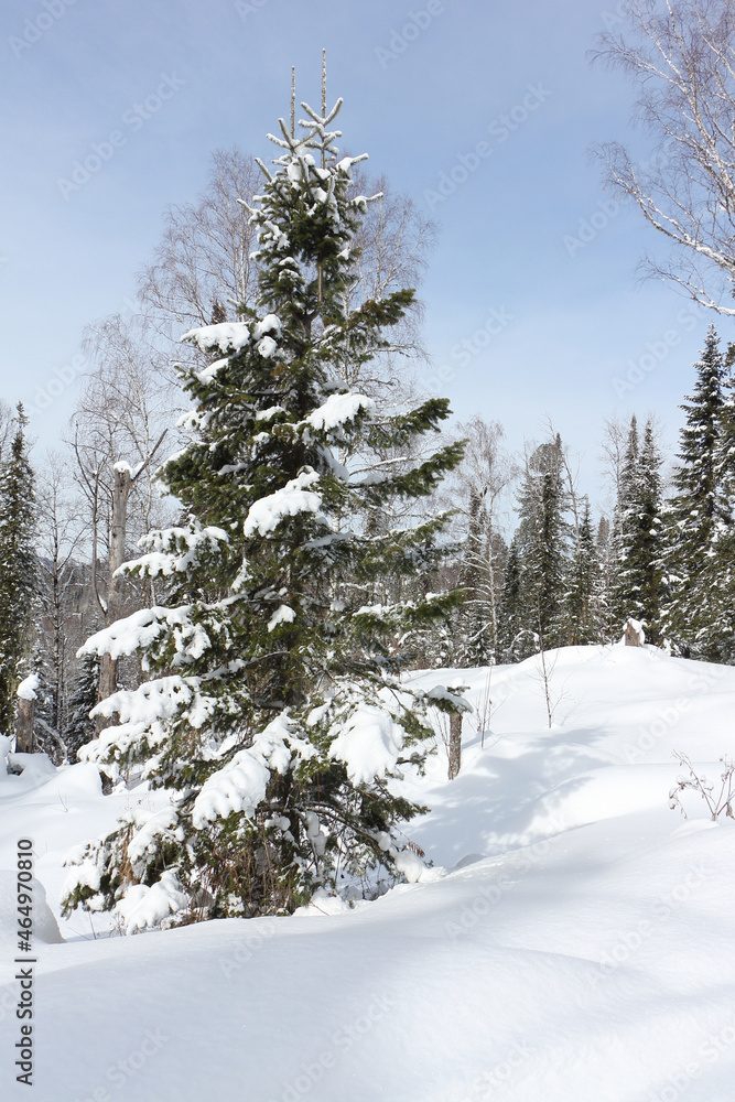 Snowy fir trees in the forest in winter, Altai Republic, Russia