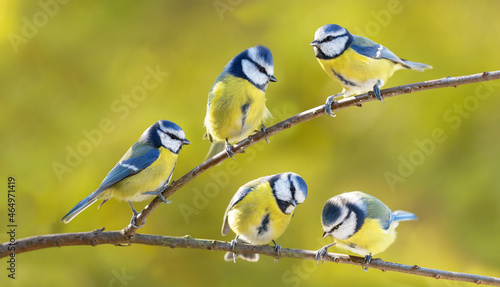 Group of little birds sitting on the branch of tree. The blue tit ( Parus caeruleus ) photo