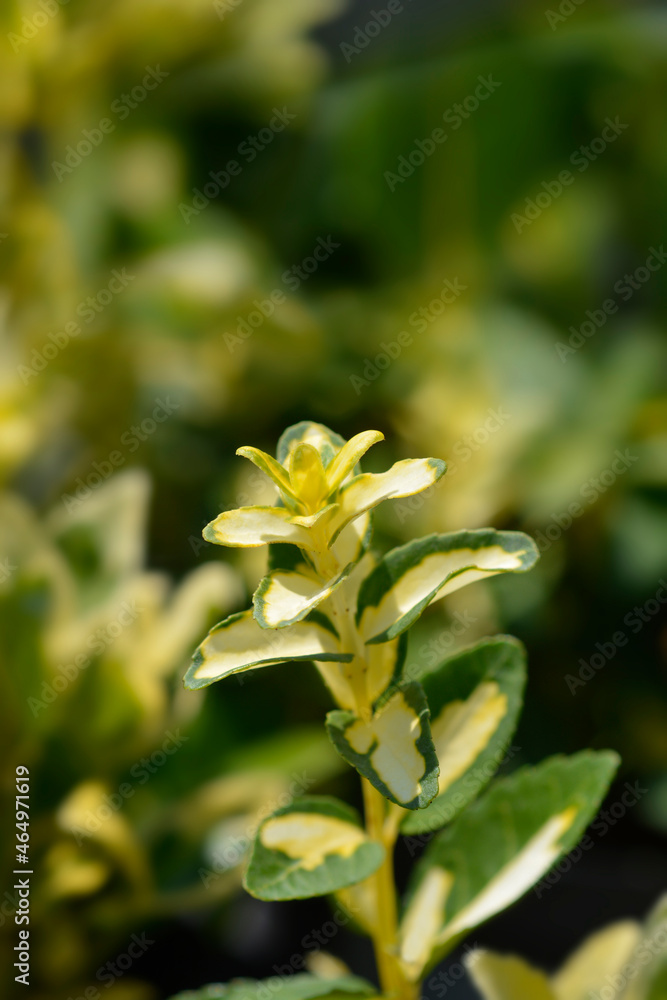 Fototapeta premium Wintercreeper Blondy