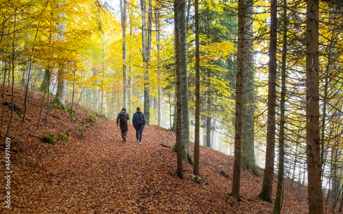 Passeggiata nel bosco