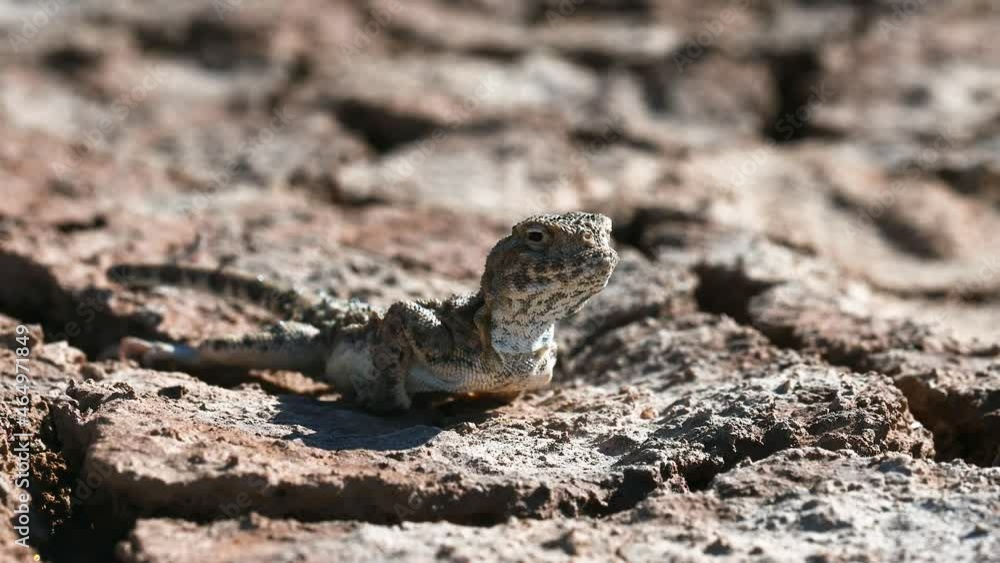 Phrynocephalus helioscopus or sunwatcher agama Phrynocephalus helioscopus or sunwatcher agama