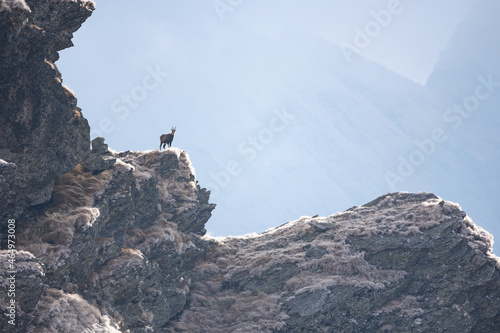 Valokuvatapetti Chamois goat rupicapra rupicapra in natural habitat climbing rocky hillside in c