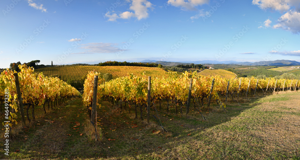 The splendid Chianti vineyards in the heart of Chianti Classico, between Florence and Siena turn yellow in autumn season. Panoramic view of beautiful rows of yellow vineyards with blue sky in Italy.