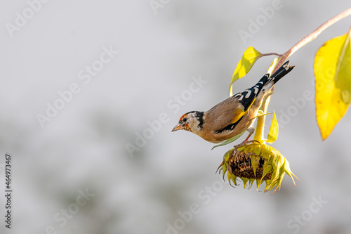 Goldfinch sits on a faded sunflower in front of blurred background