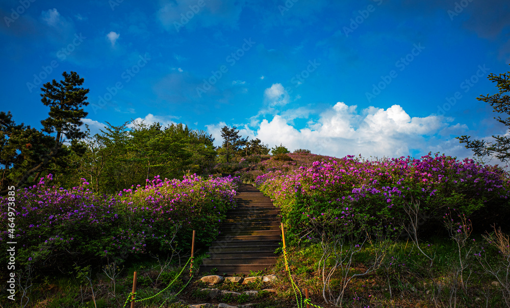 Obraz premium 망운산철죽군락지 