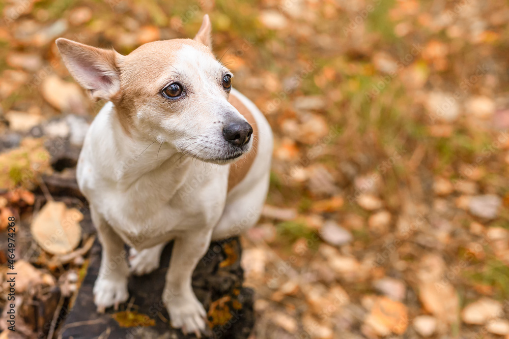 Jack Russell Terrier. A small dog in the park in nature. Pets