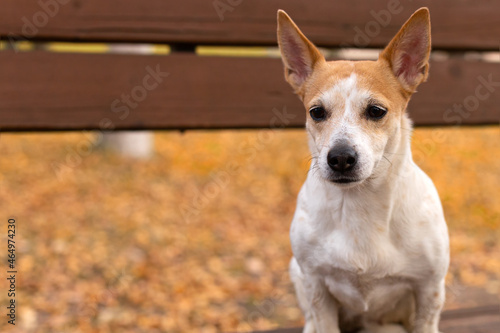 Jack Russell Terrier. A small dog in the park in nature. Pets close-up