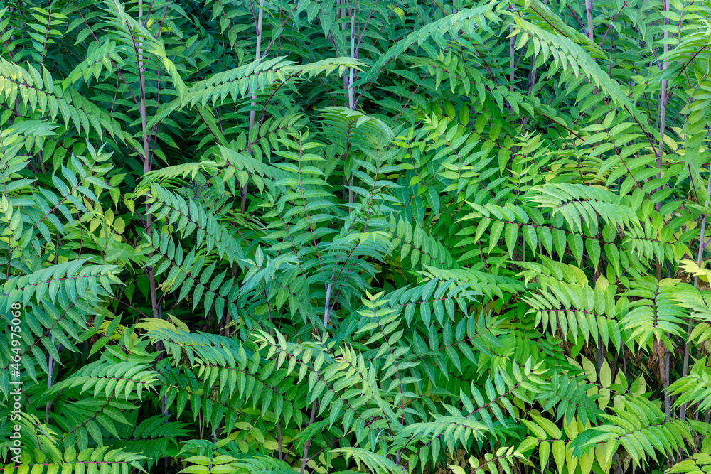 Ailanthus altissima. Branches with leaves of Ailanto or Tree of Heaven.