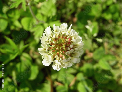                Plants of Japan