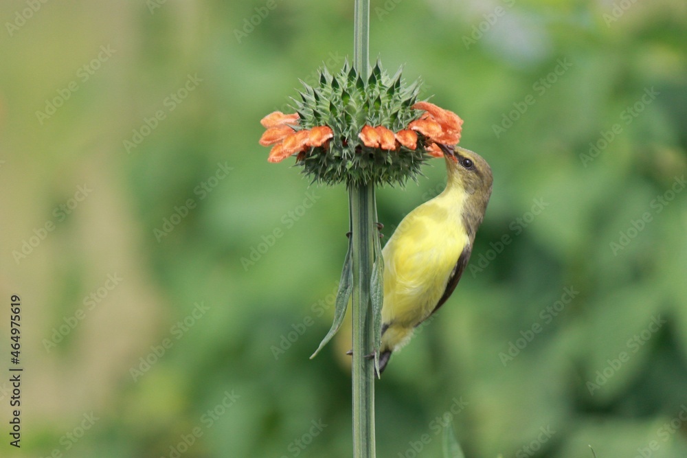 Sun bird nectarine from a wild flower. Sun bird nectarine from a wild flower.