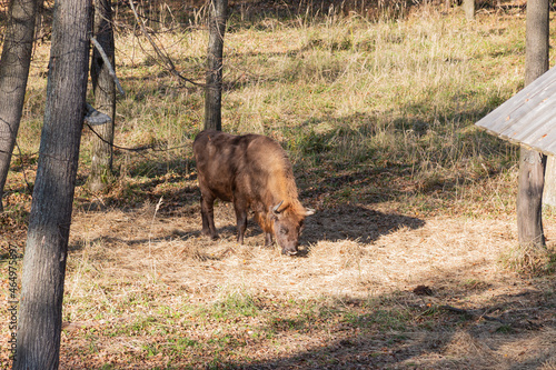 European bison (Bison bonasus), also known as Wisent or the European wood bison grazing in the wood. Prioksko-Terrasny Nature Biosphere Reserve. Russia photo