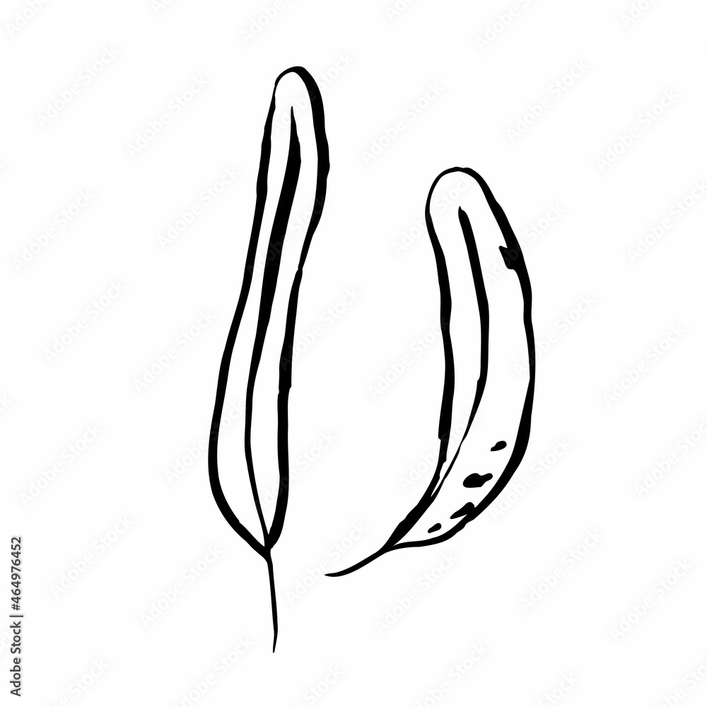 Autumn sketch outline leaves. Hand-drawn line textured herb on white background. Doodle graphic plant image. Nature, gardening, forest, fall sign. long inked leaf. Vector botanical season illustration Autumn sketch outline leaves. Hand-drawn line textured herb on white background. Doodle graphic plant image. Nature, gardening, forest, fall sign. long inked leaf. Vector botanical season illustration