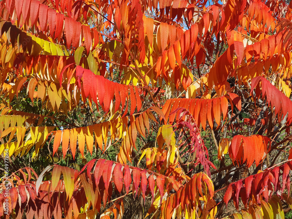 Leuchtend rote Herbstblätter hängen in Reihen an langen Stielen.