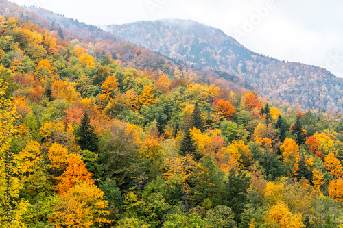 Fall Foliage into Parco Nazionale delle Foreste Casentinesi, Italy