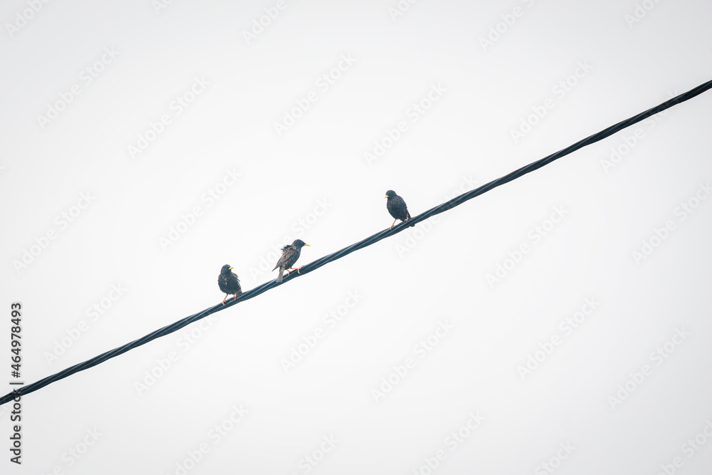 Three birds on a wire against a rainy sky. Three birds on a wire against a rainy sky.