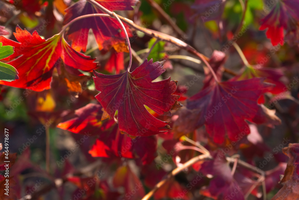 Colorful autumn currant bush on a sunny day close up Colorful autumn currant bush on a sunny day close up