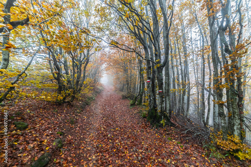 Fall Foliage into Parco Nazionale delle Foreste Casentinesi  Italy