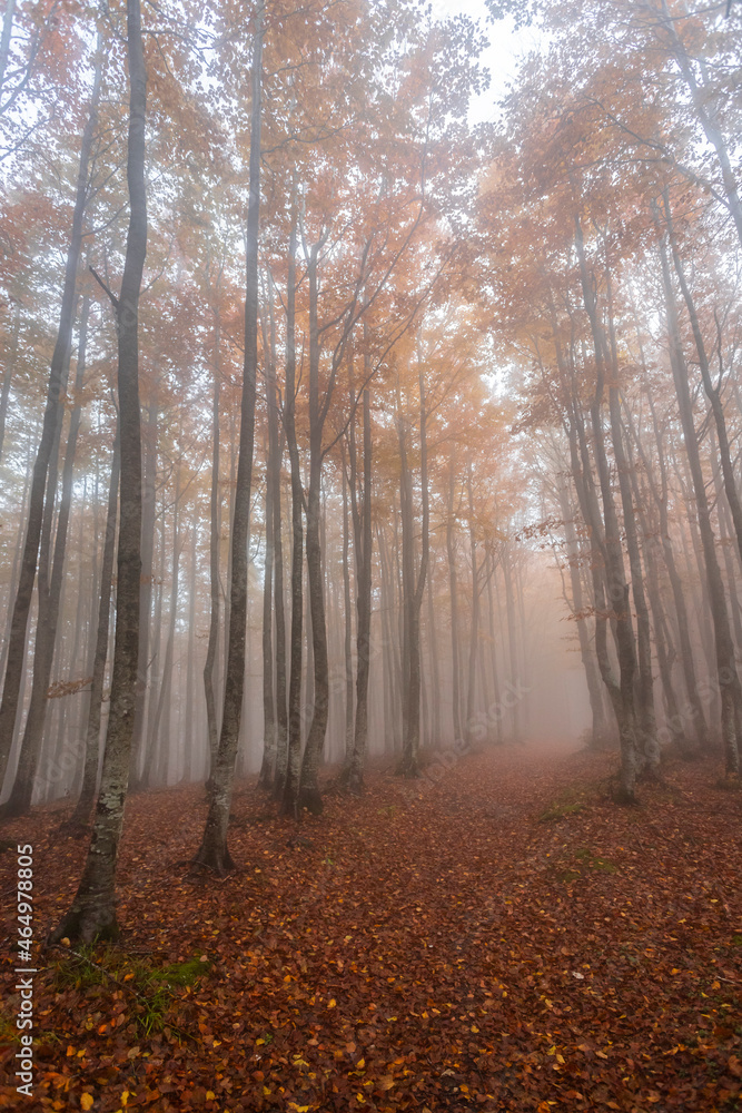 Obraz premium Fall Foliage into Parco Nazionale delle Foreste Casentinesi, Italy