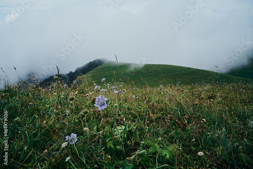 field flowers mountains travel adventure nature freedom